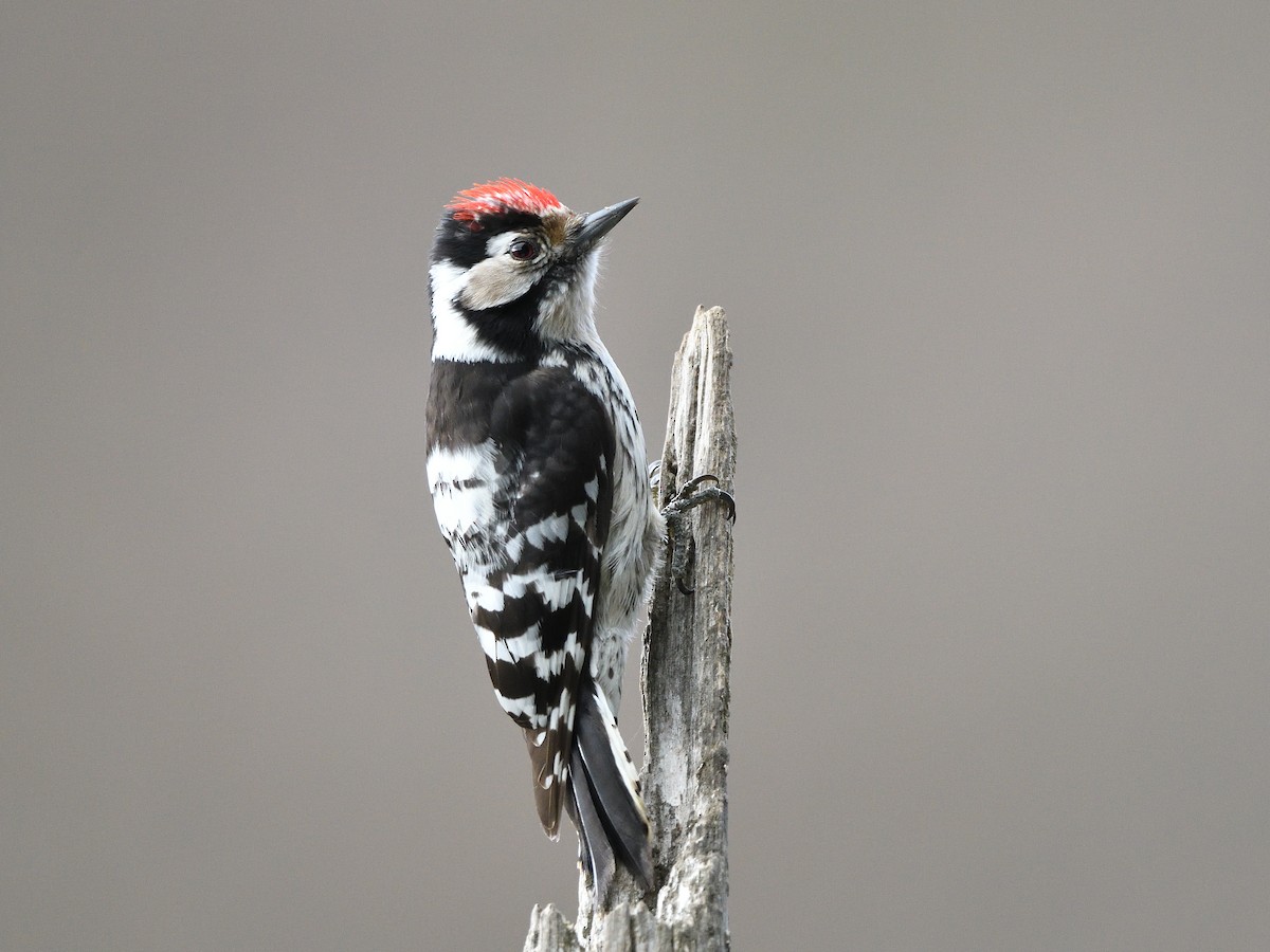 Lesser Spotted Woodpecker - Manuel Segura Herrero