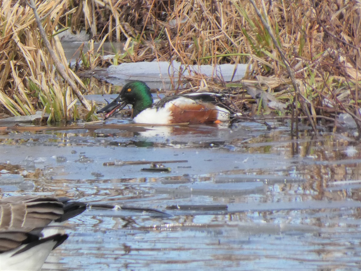 Northern Shoveler - ML430414771