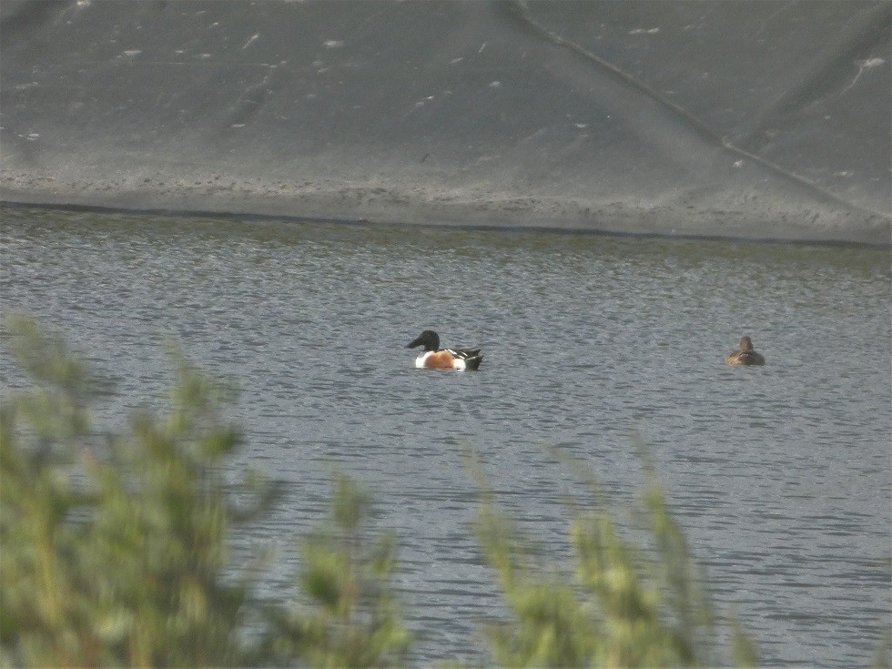 Northern Shoveler - ML430415661