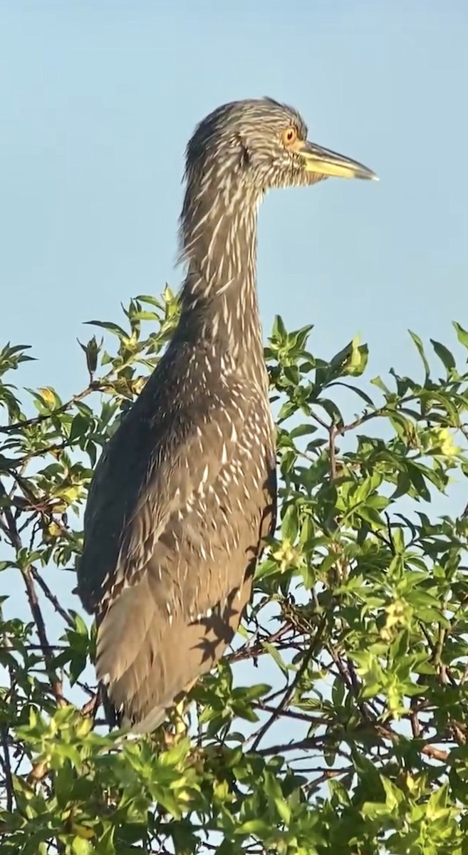 Yellow-crowned Night Heron - Soule Mary