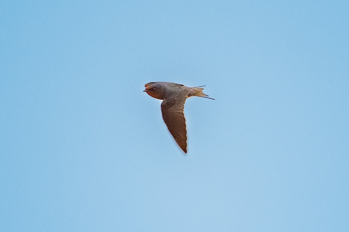 Barn Swallow - ML430416381