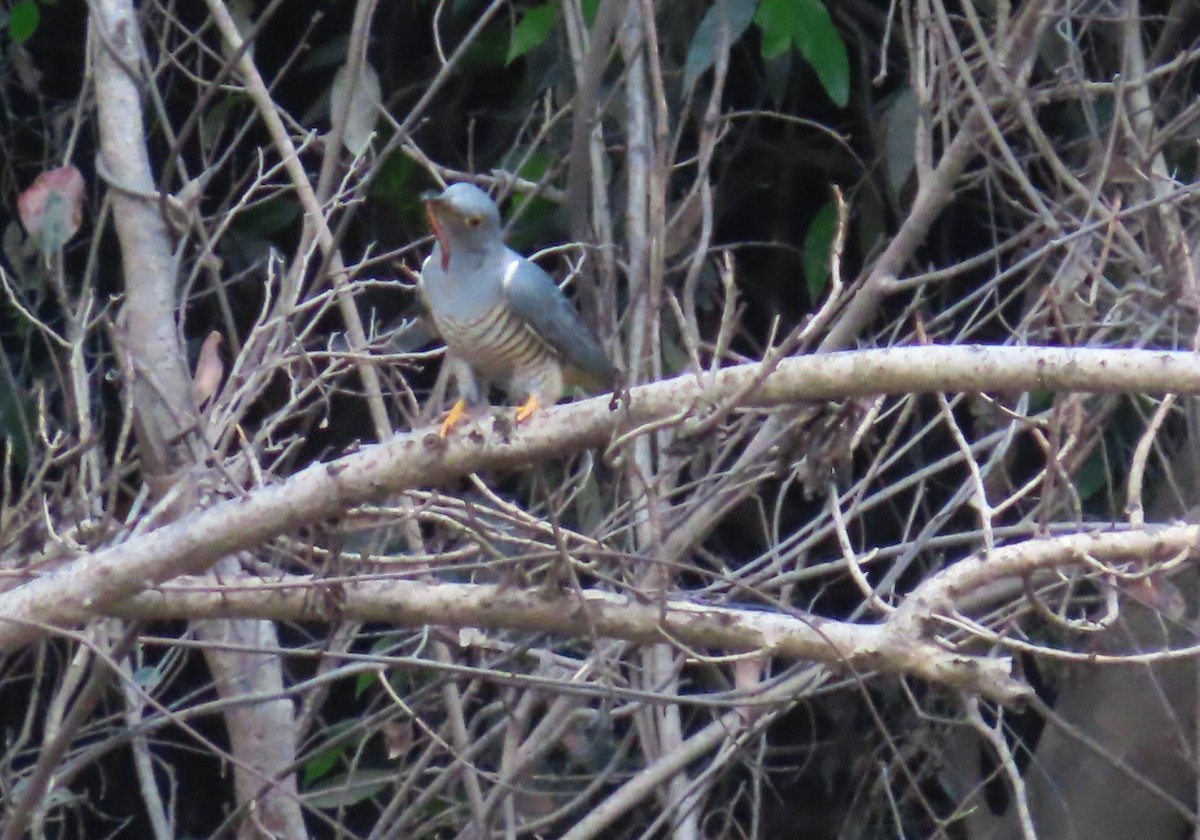 Oriental Cuckoo - ML430418461