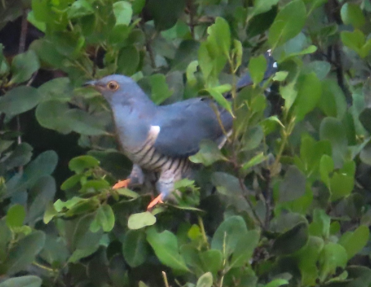 Oriental Cuckoo - ML430418471