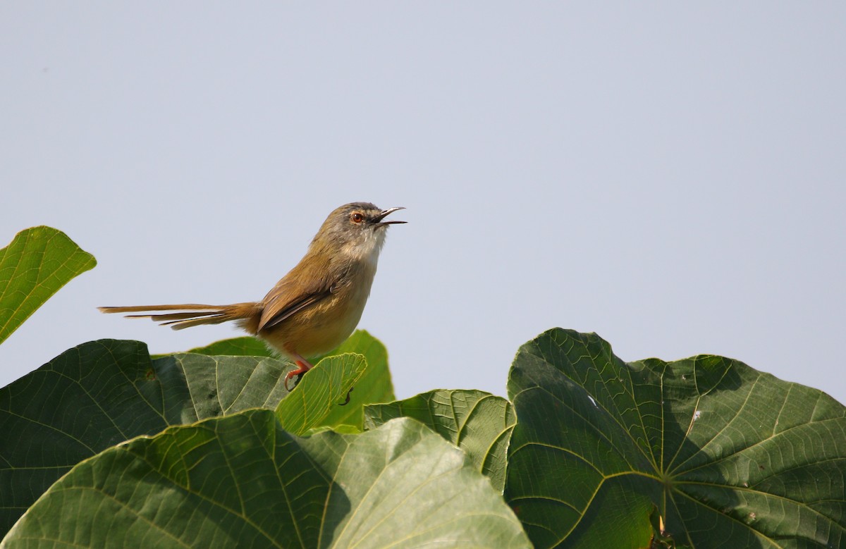 Yellow-bellied Prinia - ML430421821