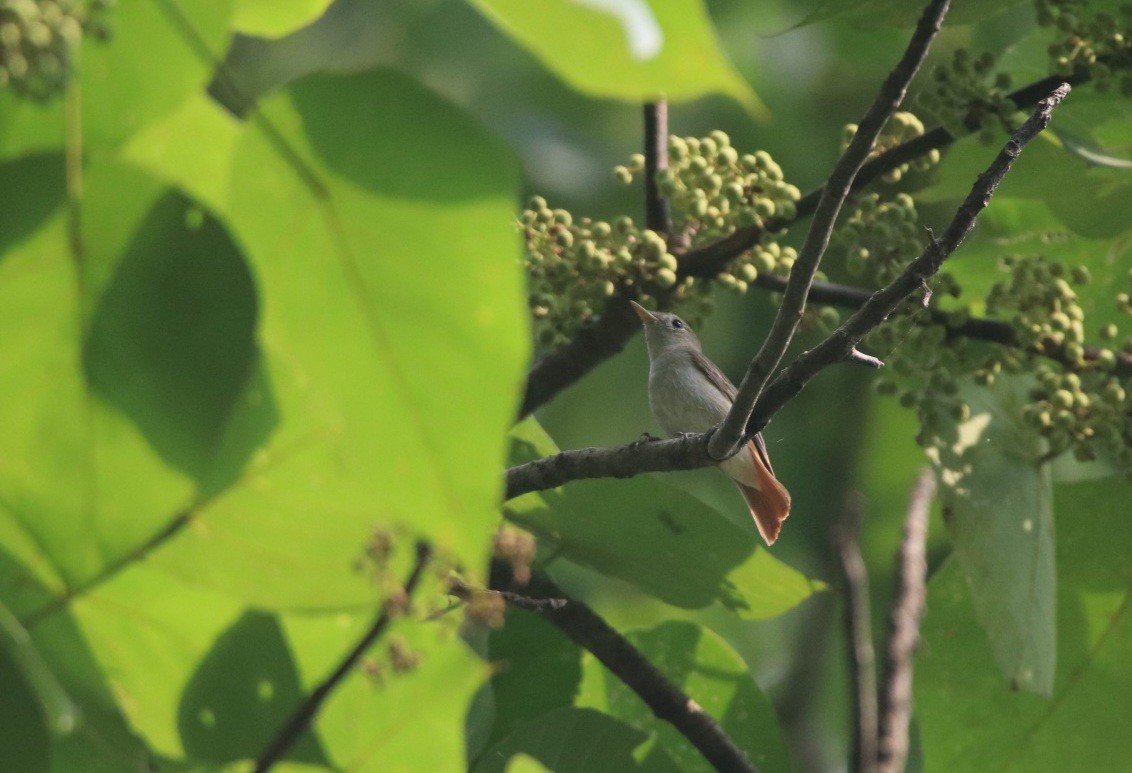 Rusty-tailed Flycatcher - Vignesh Bhat