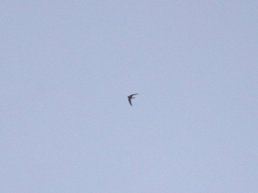 White-rumped Spinetail - ML430424061