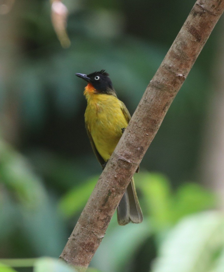 Flame-throated Bulbul - ML430424081