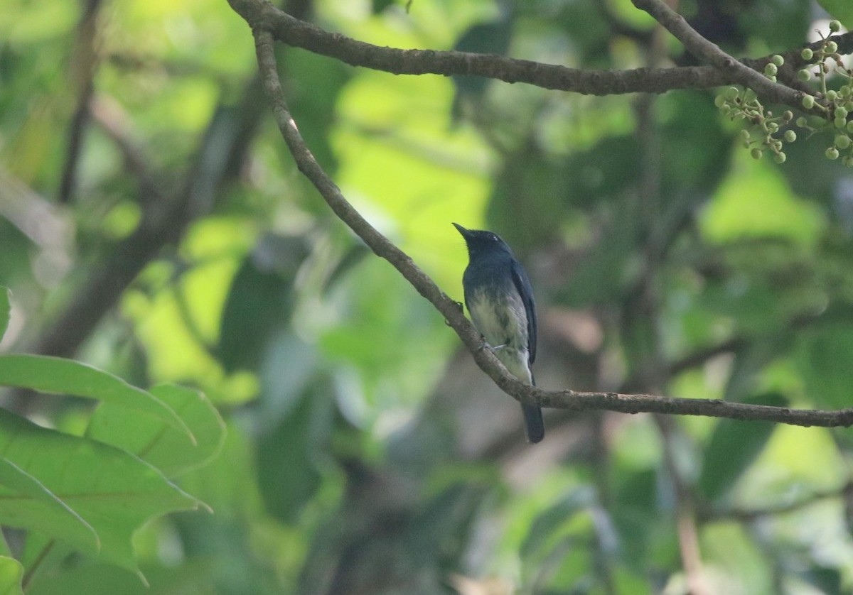 White-bellied Blue Flycatcher - Vignesh Bhat