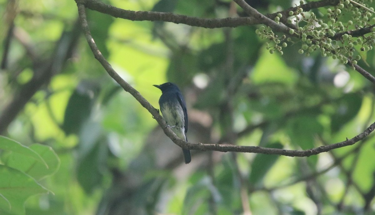 White-bellied Blue Flycatcher - ML430424181