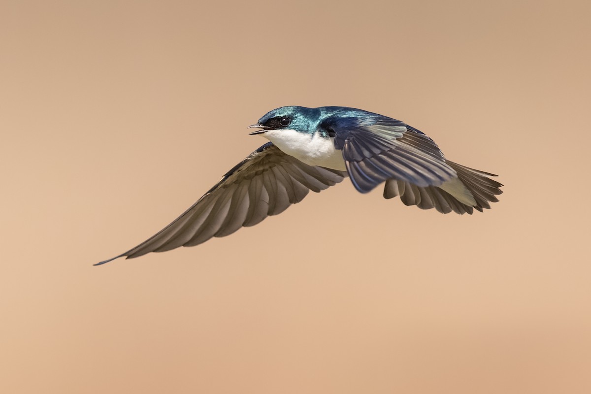 Tree Swallow - ML430424441