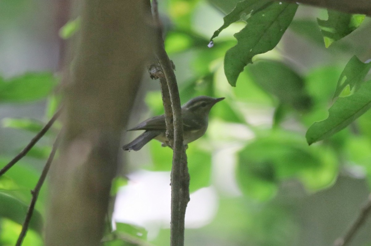 Large-billed Leaf Warbler - Vignesh Bhat