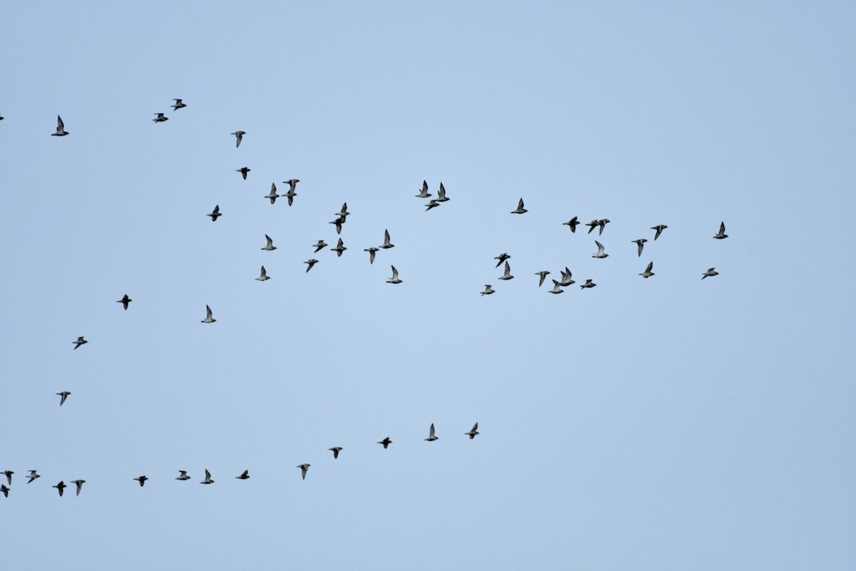 European Golden-Plover - ML430425171