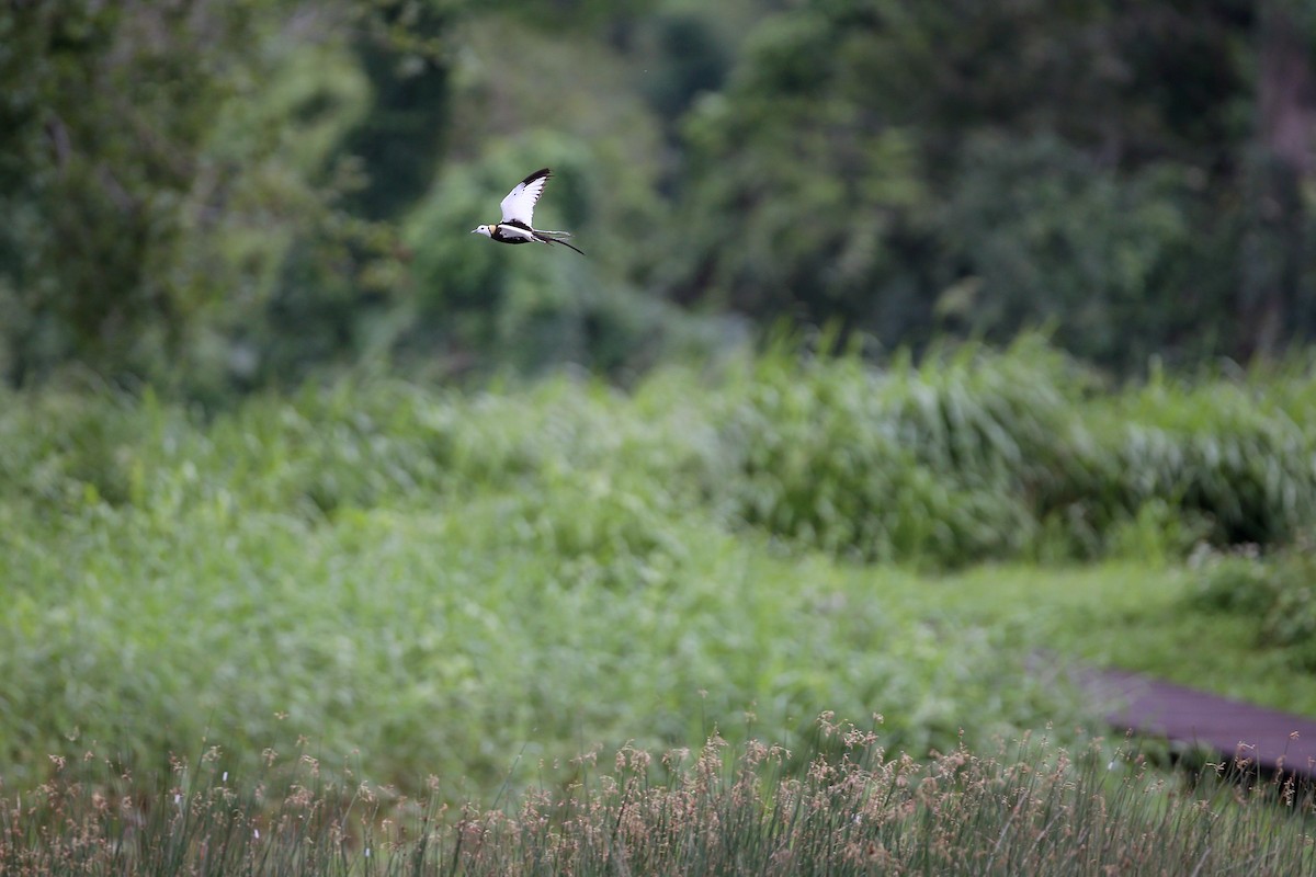 Pheasant-tailed Jacana - ML430425641
