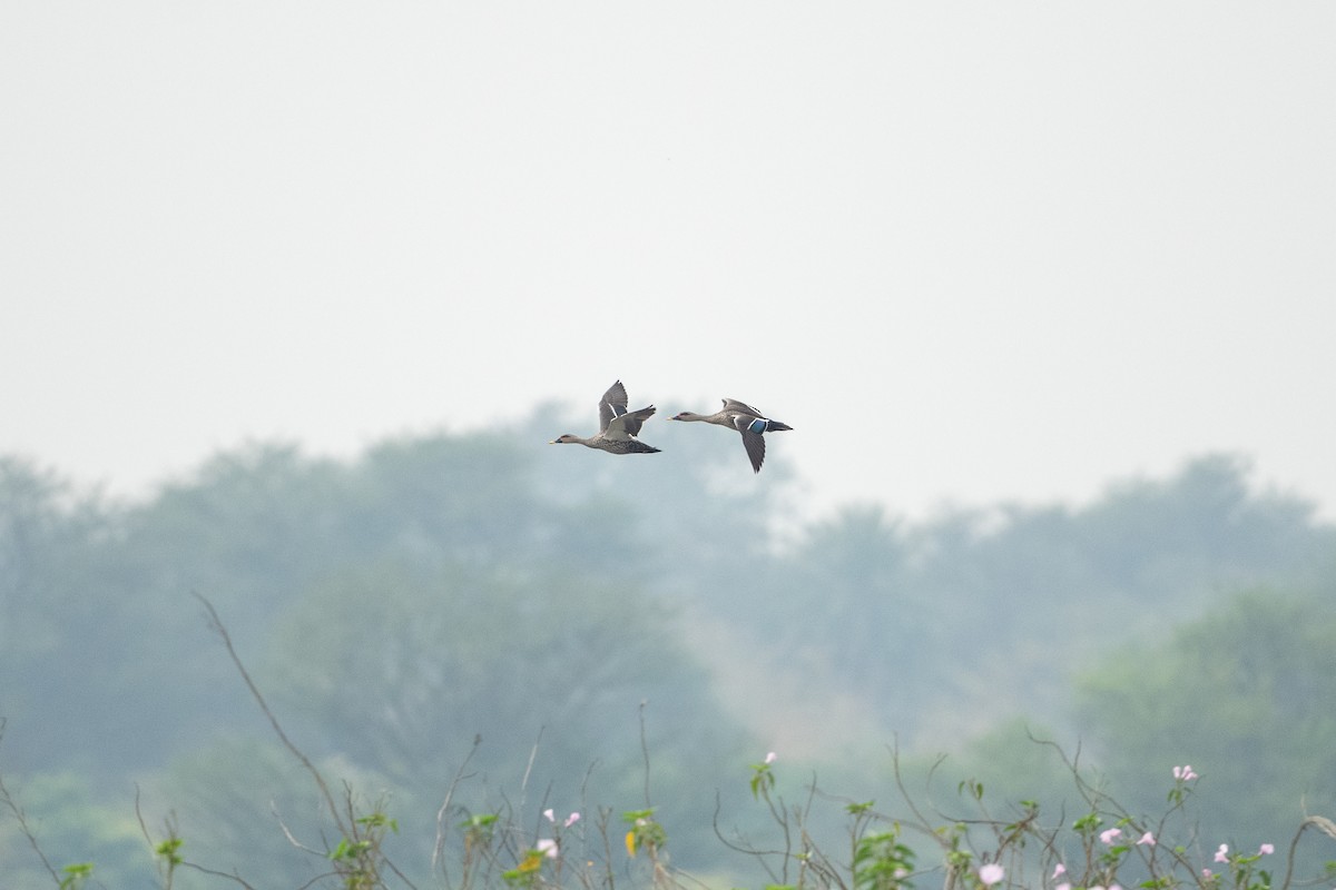 Indian Spot-billed Duck - ML430425921