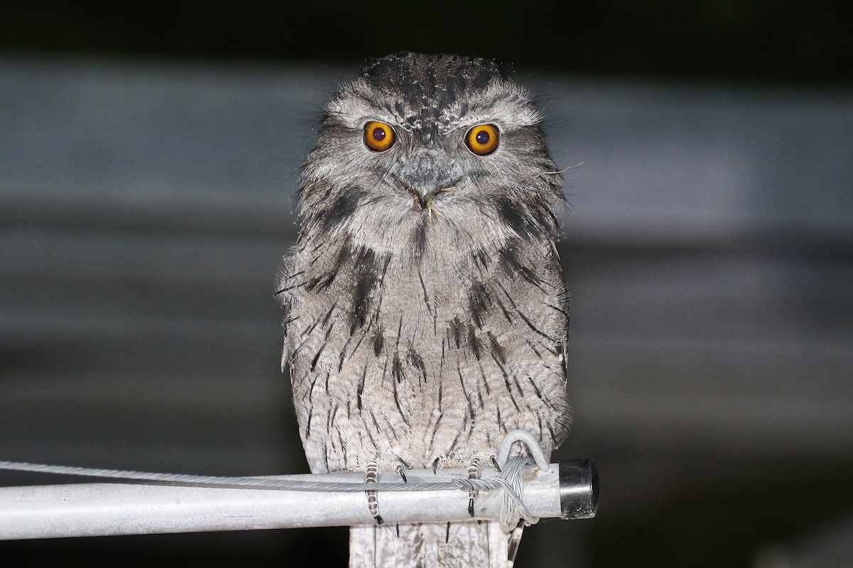 Tawny Frogmouth - Deb & Rod R