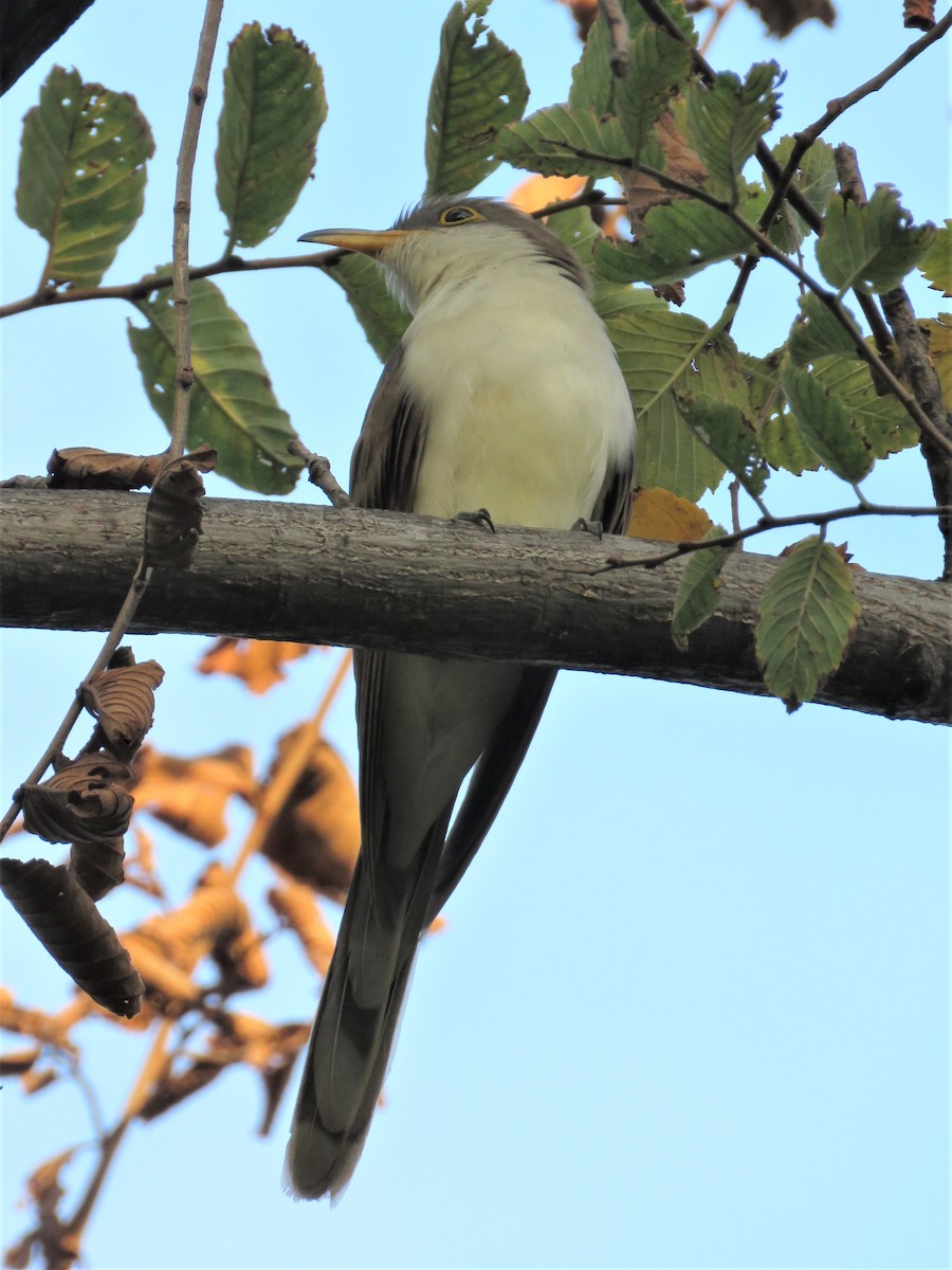 Yellow-billed Cuckoo - Port of Baltimore