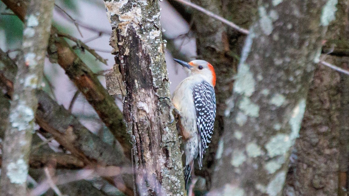 Red-bellied Woodpecker - ML430427121