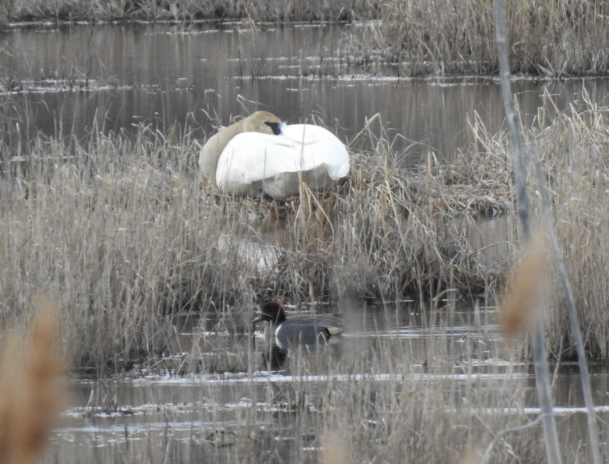 Cygne trompette - ML430429391