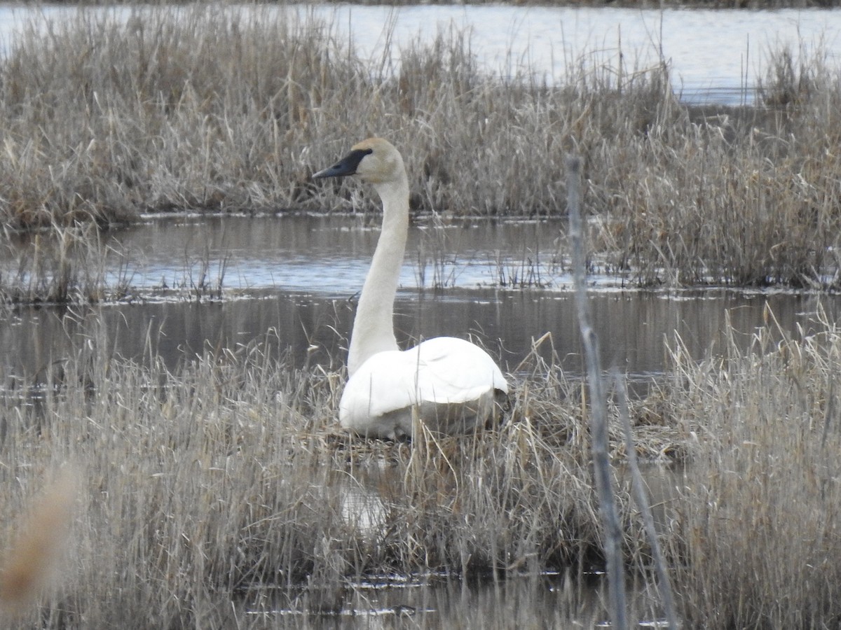 Trumpeter Swan - ML430429411