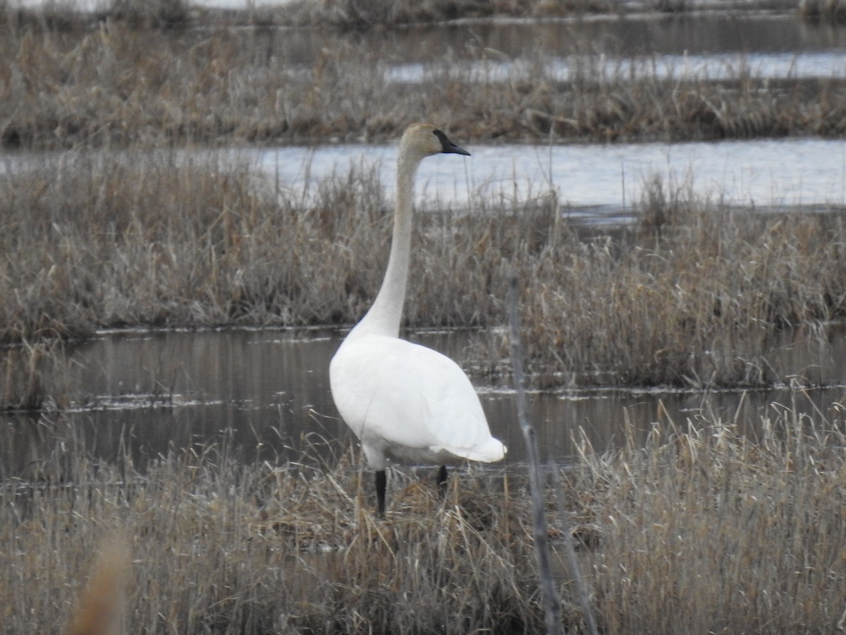 Trumpeter Swan - ML430429421