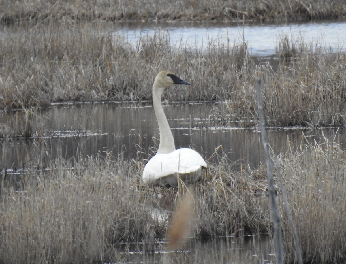 Cygne trompette - ML430429431