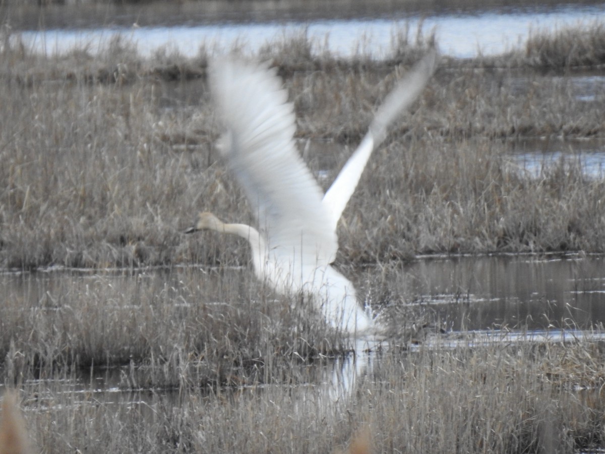 Trumpeter Swan - ML430429441