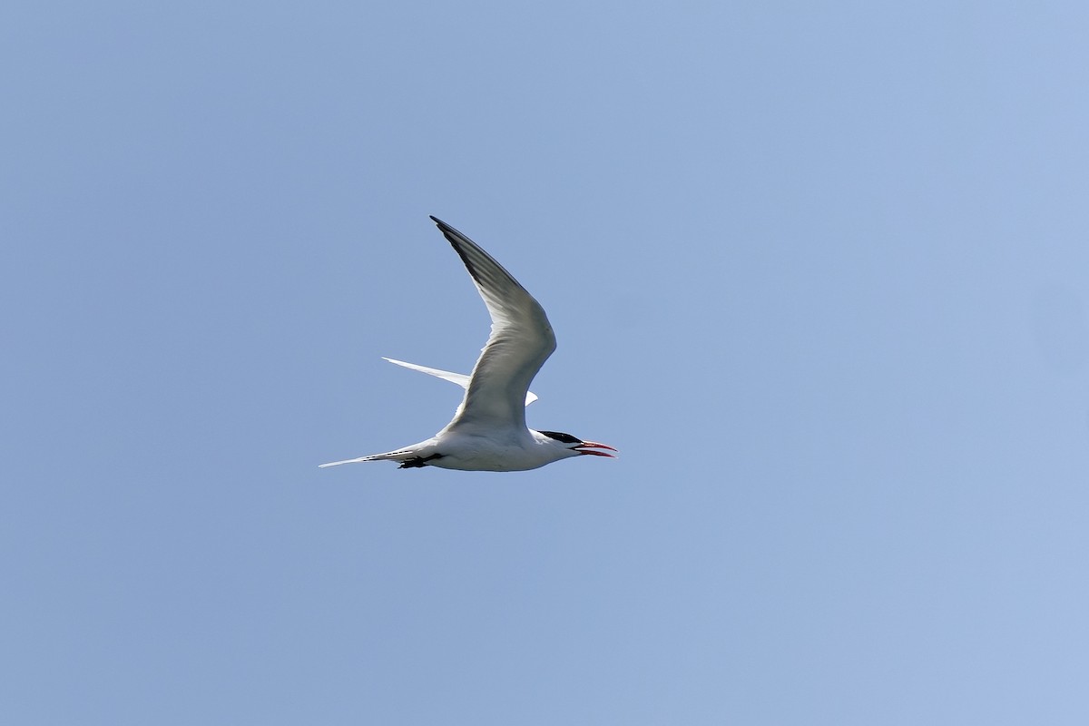 Royal Tern - ML430430561