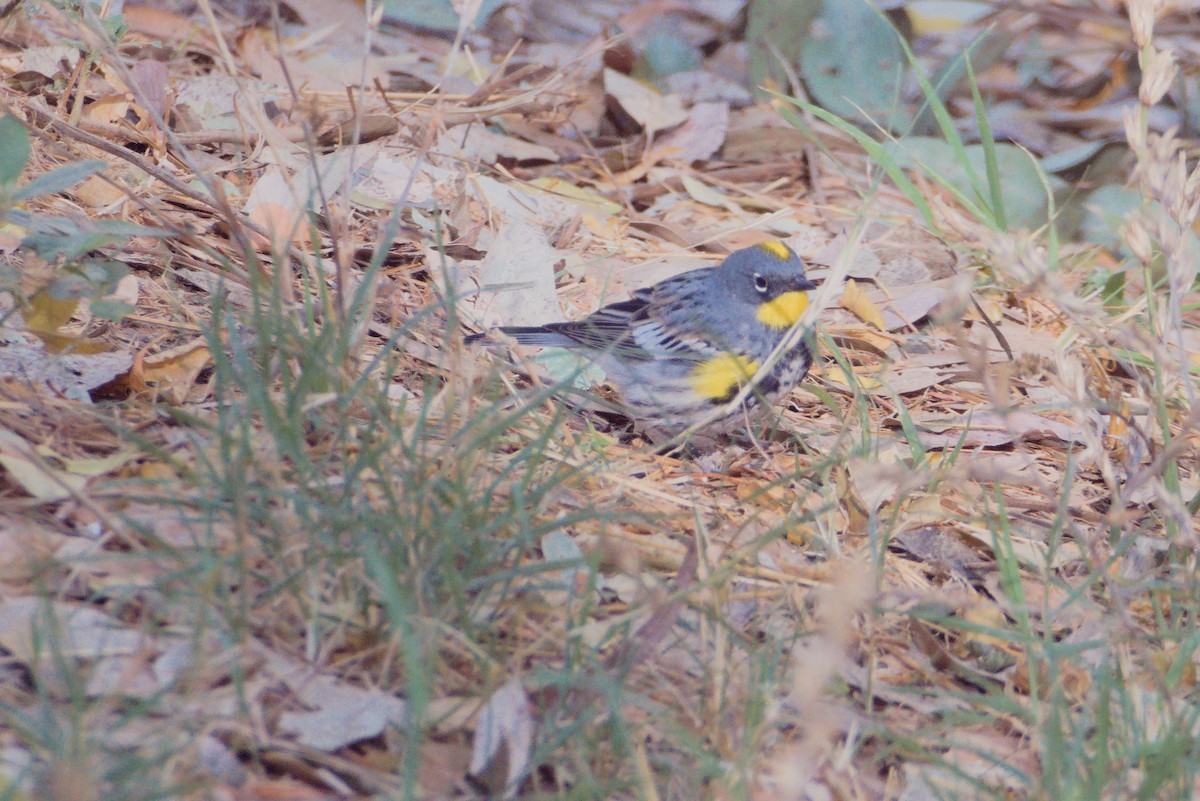 Yellow-rumped Warbler - ML430431051