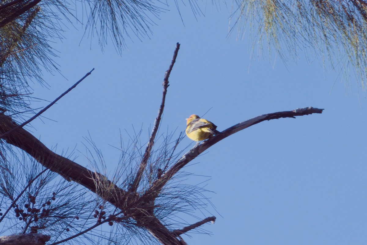 Western Tanager - ML430431131