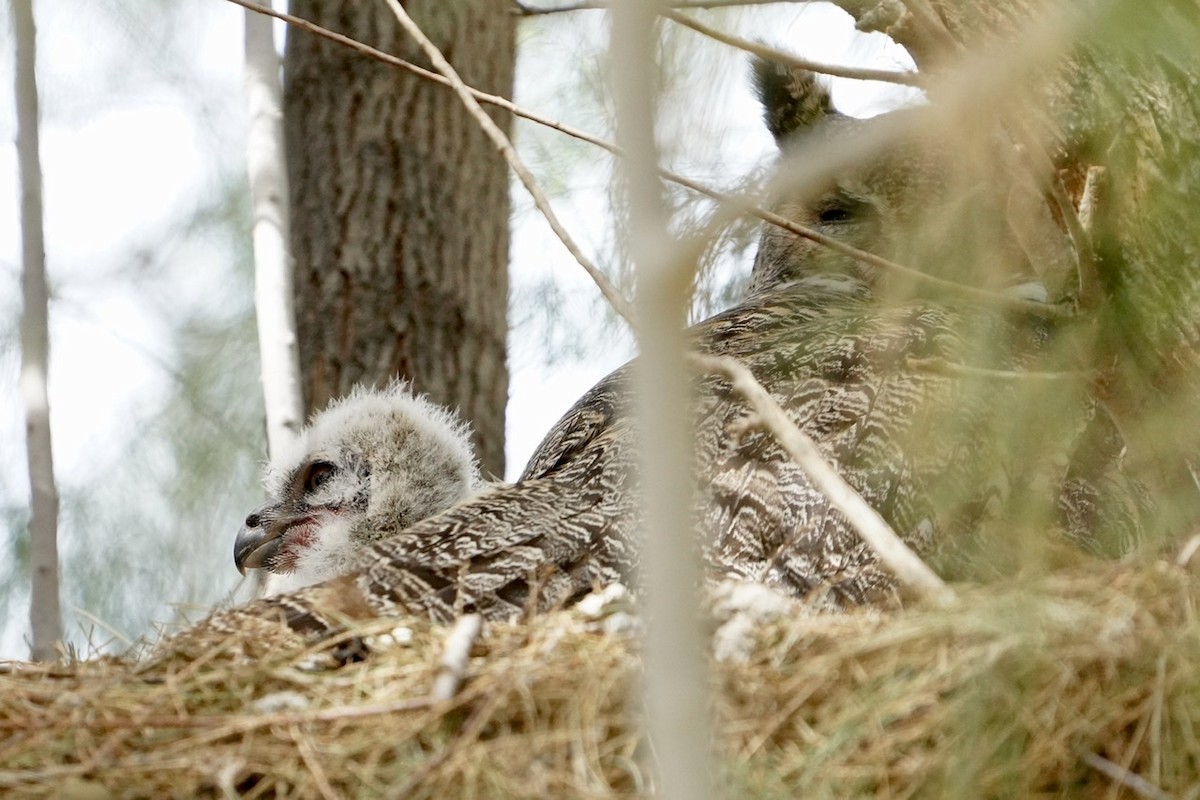 Great Horned Owl - ML430431441