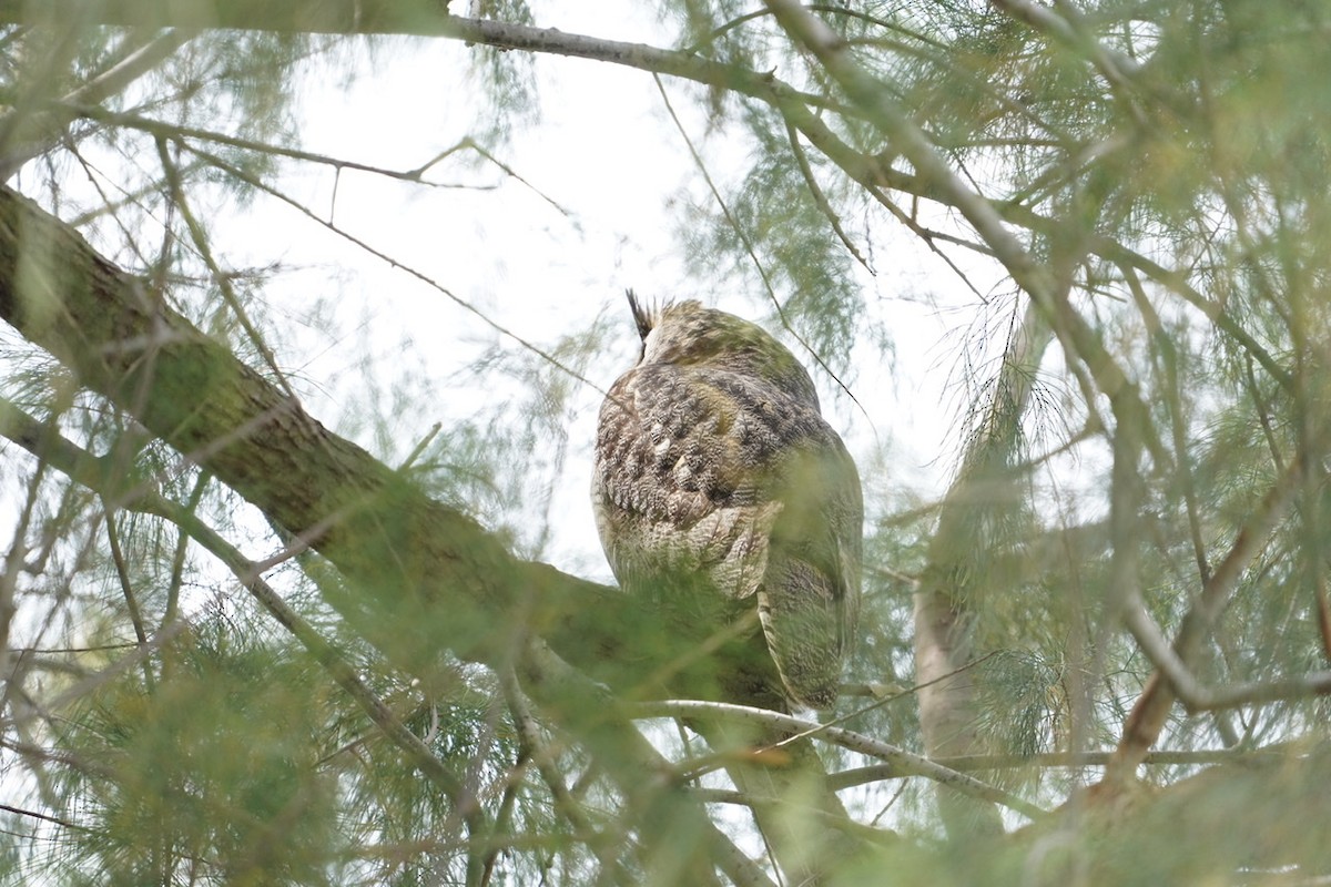 Great Horned Owl - ML430431461