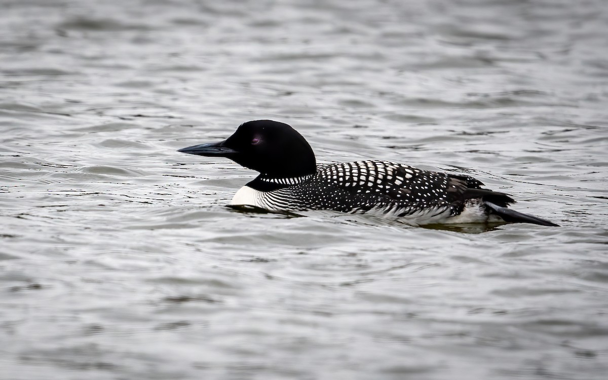 Common Loon - Stan Kaslusky