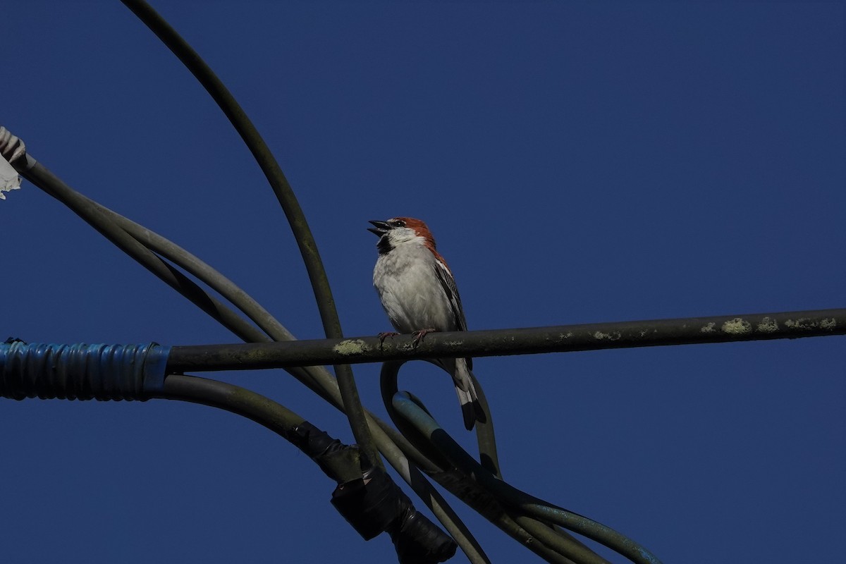 Russet Sparrow - ML430432231