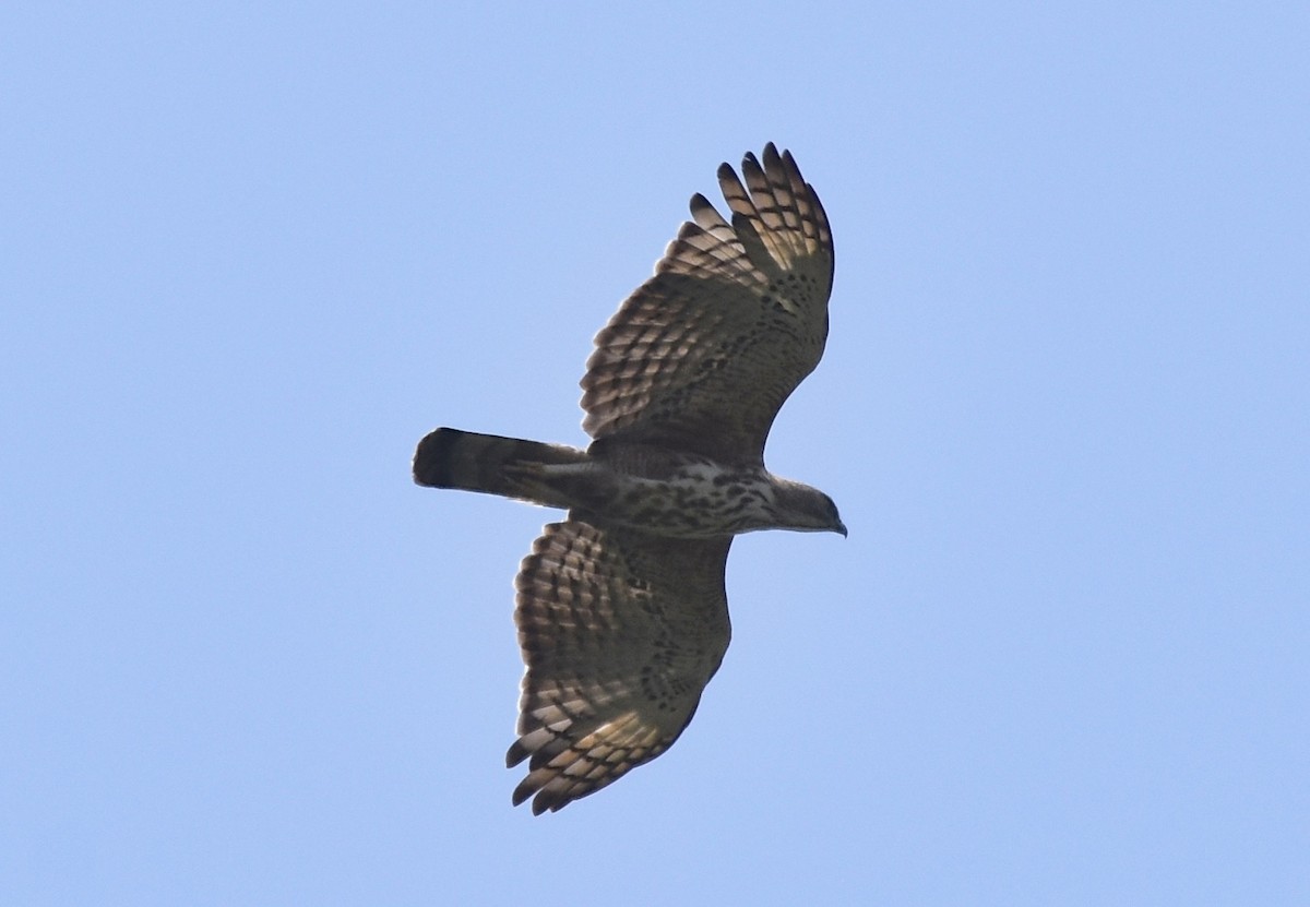 Changeable Hawk-Eagle - ML430432601