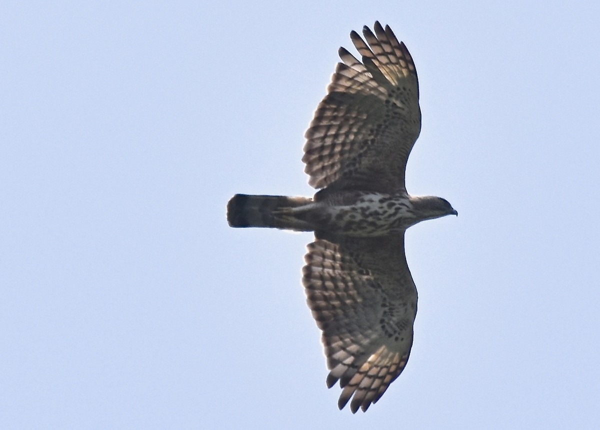 Changeable Hawk-Eagle - ML430432611