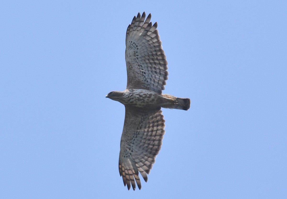 Changeable Hawk-Eagle - ML430432621