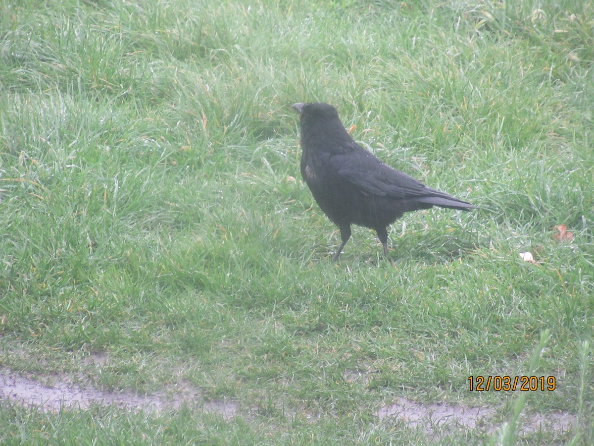 Carrion Crow - John Sullivan