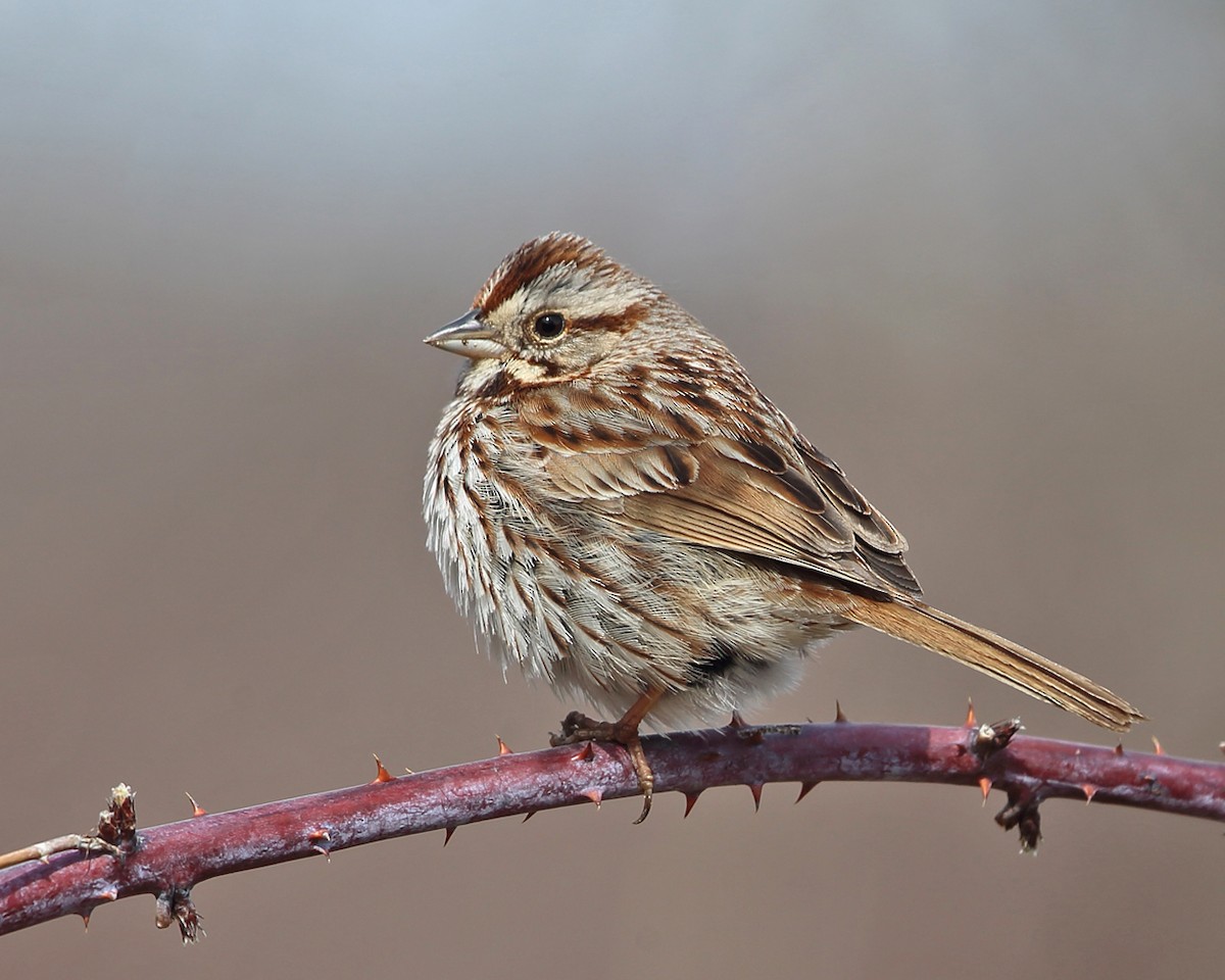 Song Sparrow - ML430434081