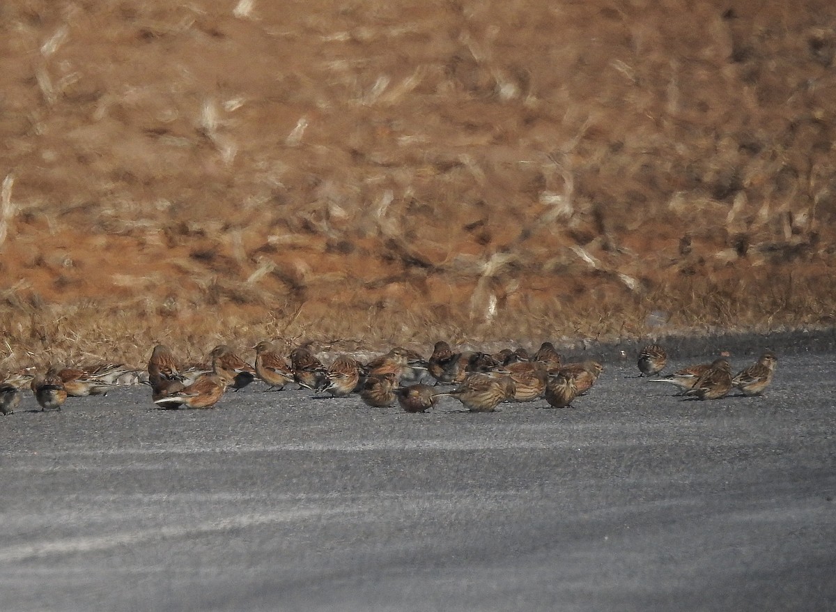 Eurasian Linnet - ML430436681