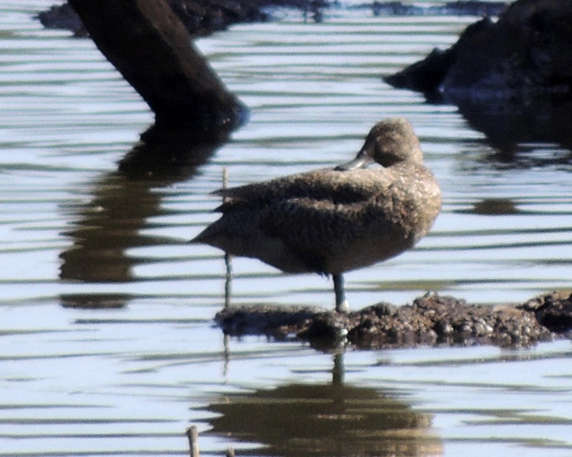 Freckled Duck - ML430437651