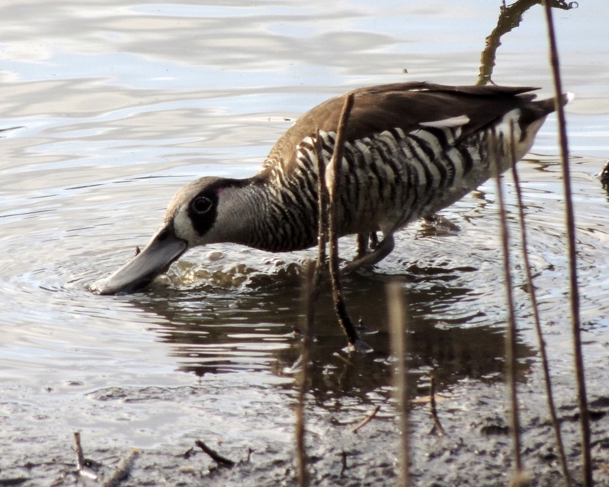 Pink-eared Duck - ML430437701