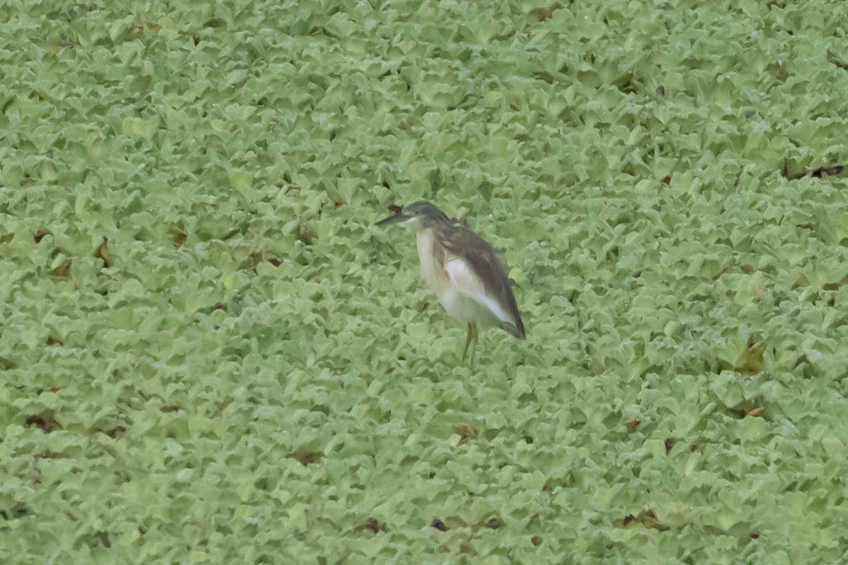 Squacco Heron - ML430438051