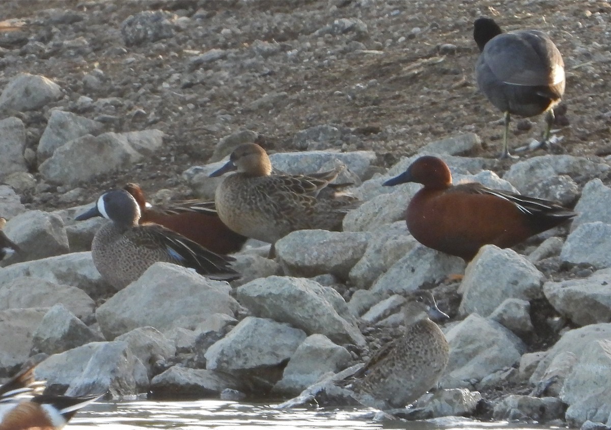 Blue-winged Teal - Pair of Wing-Nuts