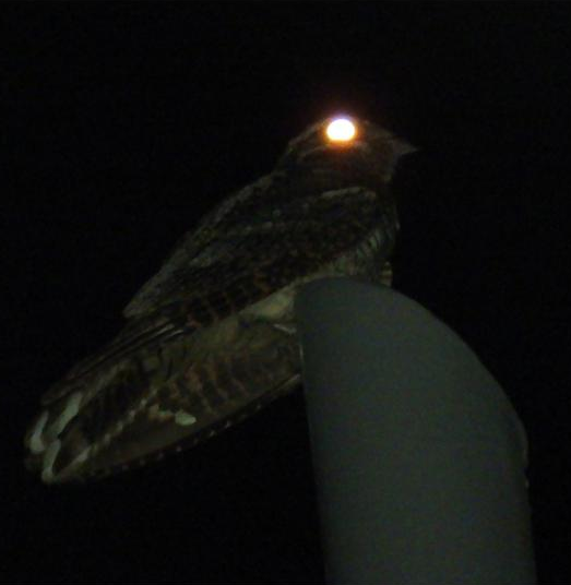 Jerdon's Nightjar - Sanu Raj