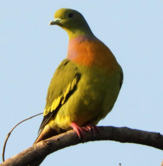 Orange-breasted Green-Pigeon - ML430438591