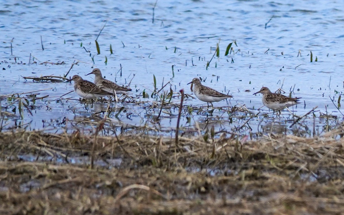 Pectoral Sandpiper - Gale VerHague