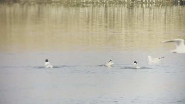 Mediterranean Gull - ML430439831