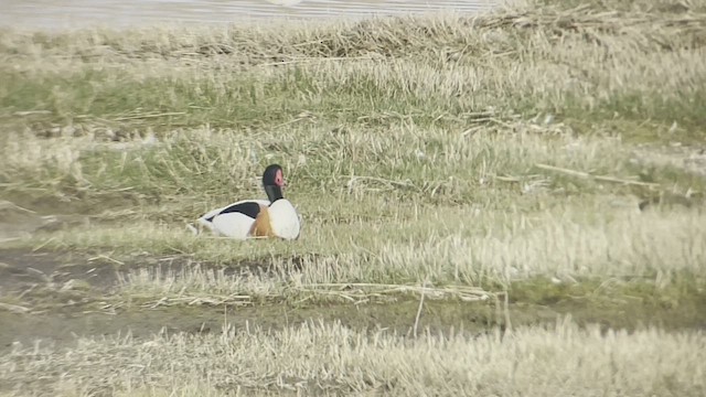 Common Shelduck - ML430439981