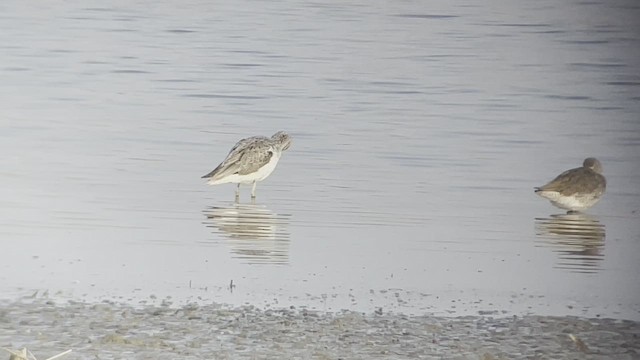 Common Greenshank - ML430440381