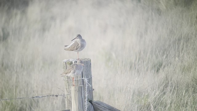 Common Redshank - ML430440401